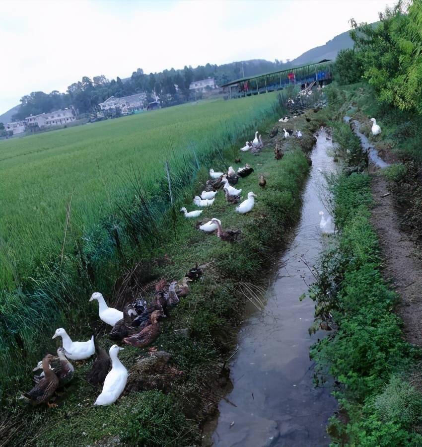 湖南稻一鱼一鸭综合种养稻田管理主要技术