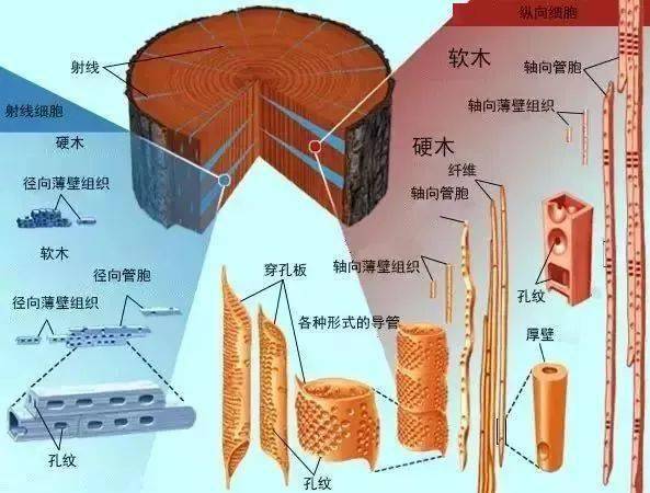 详解木材中的水分种类