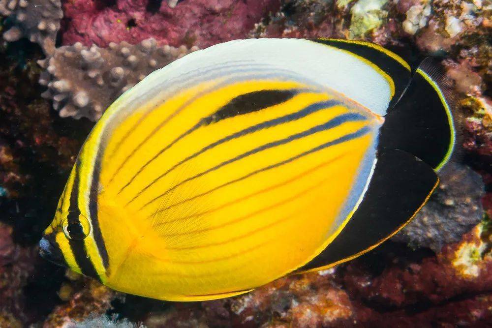 海洋科普(1338)| 物种图册——红海蝴蝶鱼