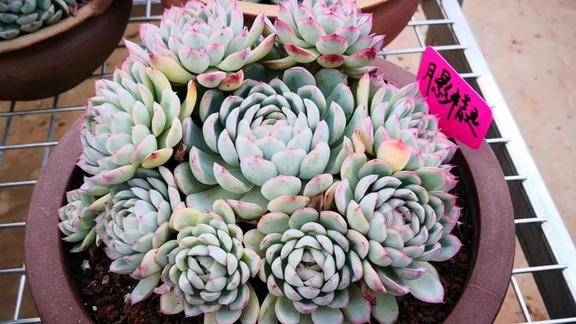 云之南多肉园月影精灵的手捧花来了男女老少都喜欢