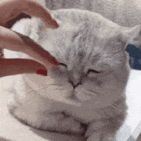 猫:说啥呢?眯眯眼才是最可爱的?
