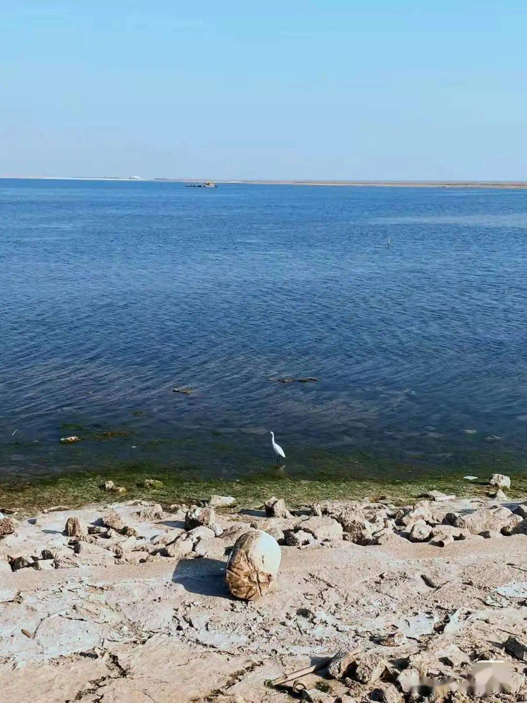 奉賢區位於上海南郊,其浪漫的海濱風情,蔥鬱的森林公園和充滿復古情調