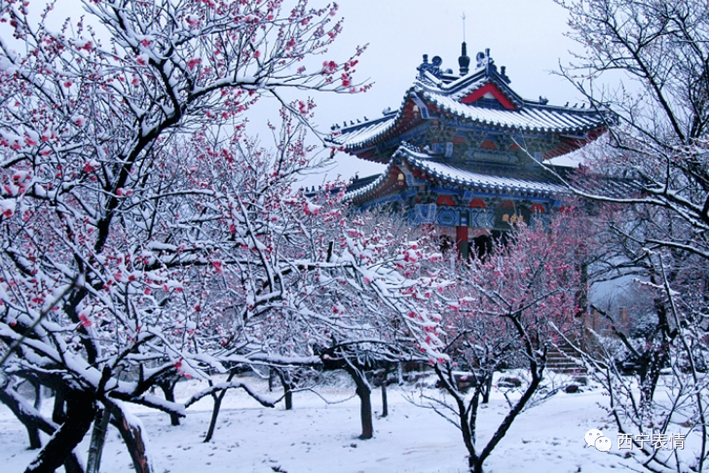 平雨玉树琼花雪做东雪天的遐想