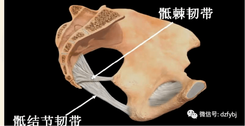 骶棘韧带宽度图片