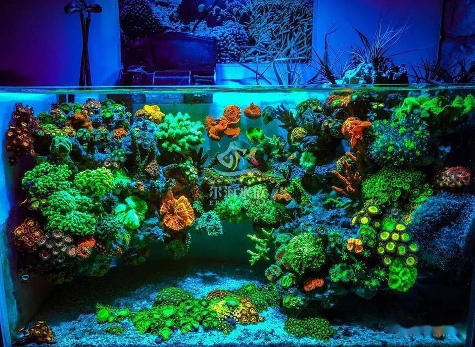 揭秘悬浮景海水缸的变化过程