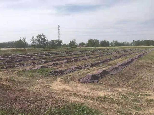 新春走基层泗阳来安街道黄锐养殖小蚯蚓刨出大财富