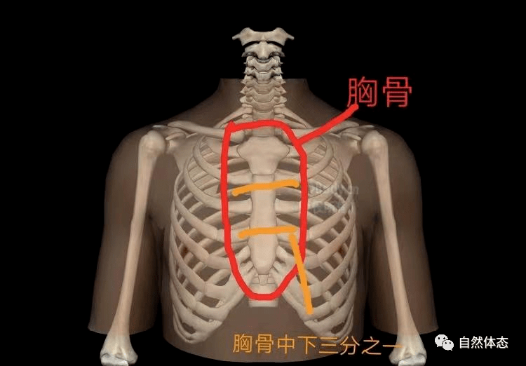 胸骨角解剖图片图片