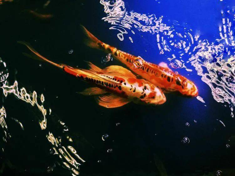 五彩锦鲤,水中游动的宝石