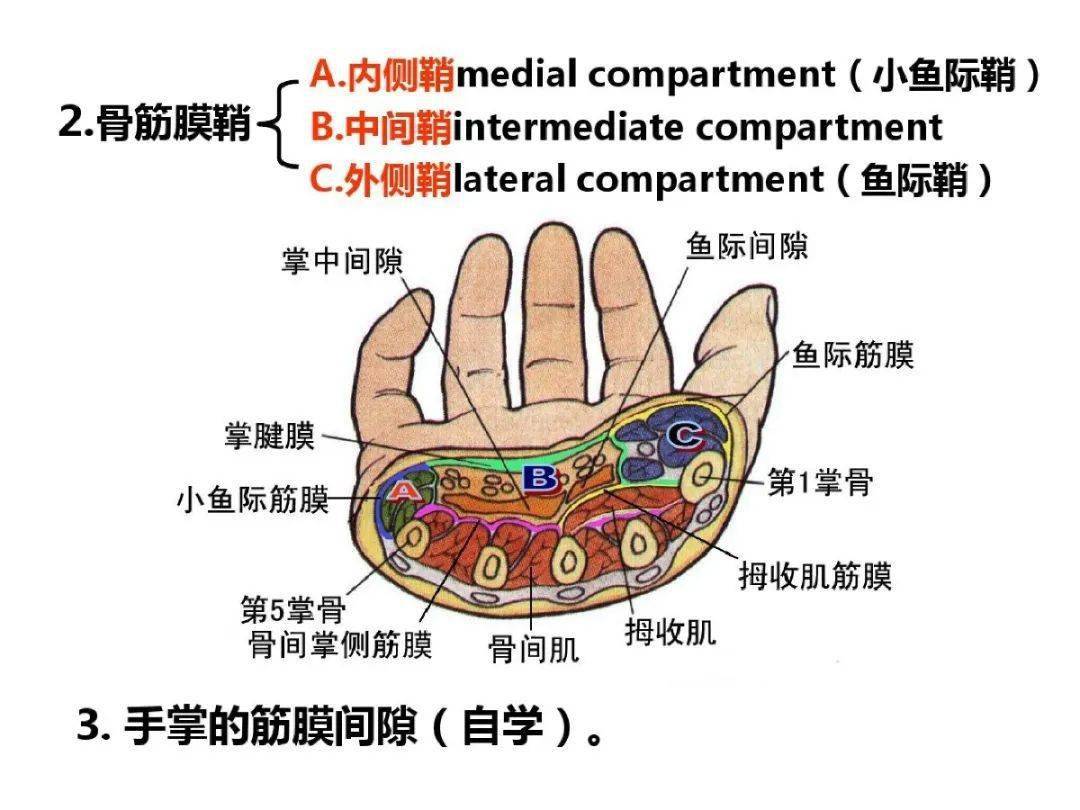 上肢解剖结构图图片