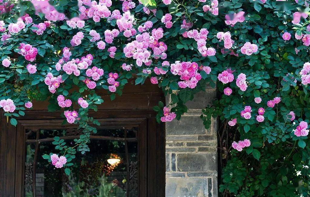 春来一小院花开满枝头