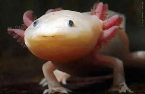 1,2016全球十大最怪異動物盤點:美西螈(axolotl)美西螈學名墨西哥鈍口