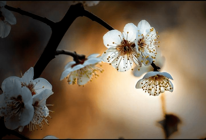f6859eecb21044ef8cb0da9711f42892.png