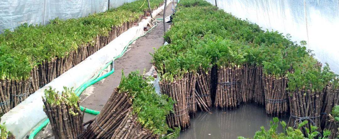 "2月1日,记者在灯塔市鸡冠山乡高家村的一栋大棚里第一次见到刺嫩芽的