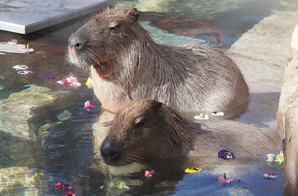 当地时间2021年2月3日,韩国龙仁动物园,一群水豚聚在一起正在享受温泉
