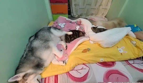 回房睡覺發現床上被4隻毛孩占滿 畫面讓人笑翻 睡地板啦 可愛的大眼貓咪