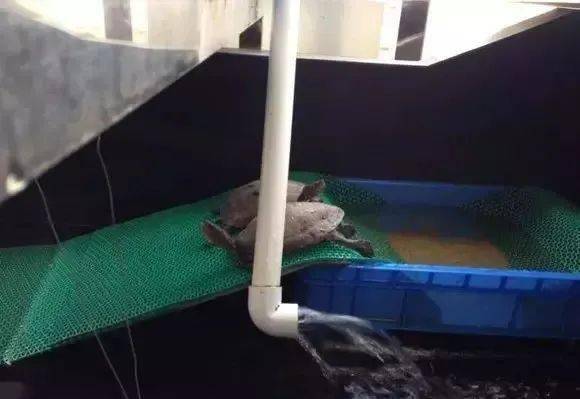 超壕的养龟大神楼顶建生态龟池吊车都出动了