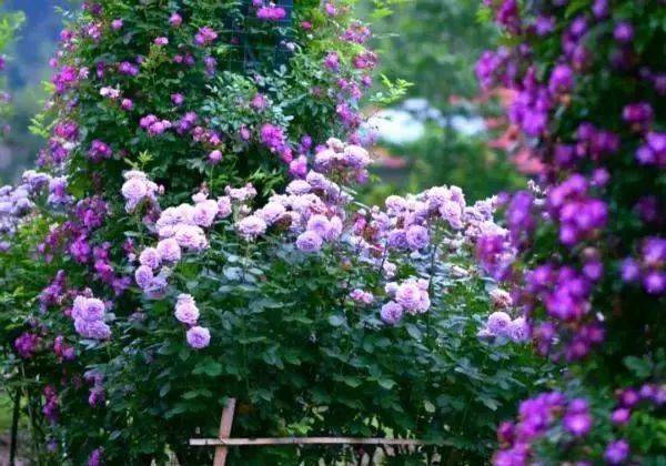 若养8款紫色的花 静待 紫气东来 高级又浪漫 花卉