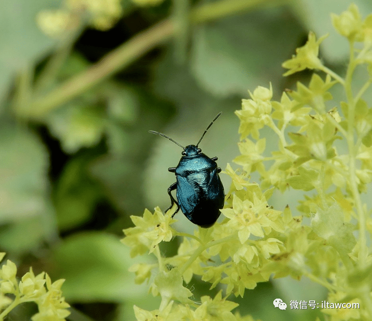 物種圖冊-藍蝽_若蟲