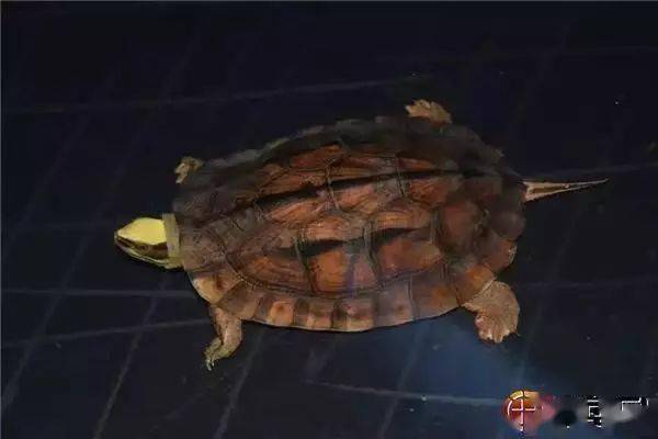 怎么养乌龟才能不让乌龟死 1f8537135a9743f6b90f97d26d2bcc26.jpeg