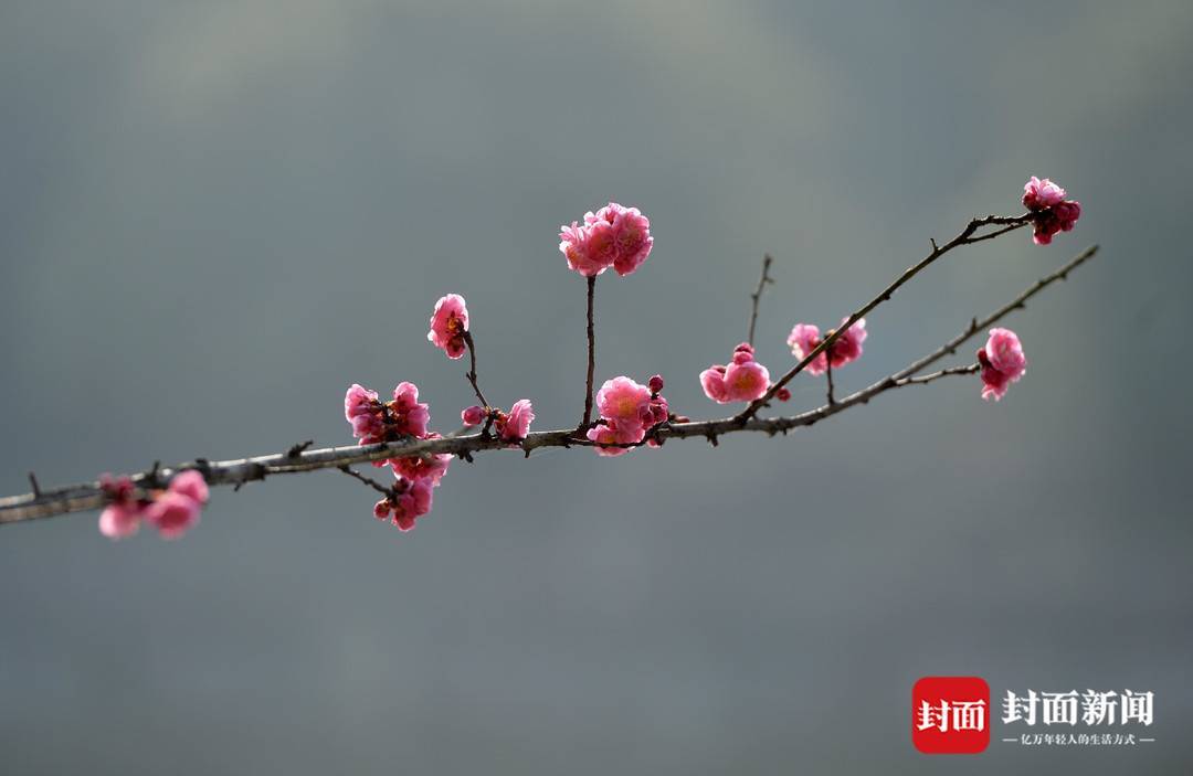 红梅花开锦江 | 图集