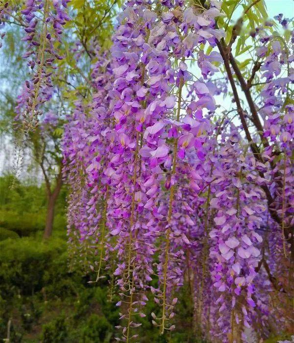 若养8款紫色的花静待紫气东来高级又浪漫