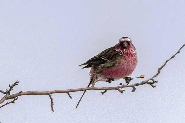 什么堂燕雀成语_燕雀处堂(4)