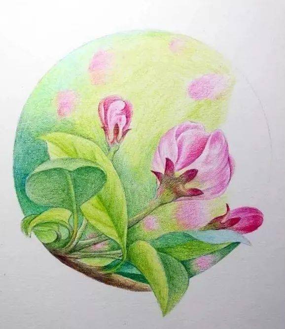 彩铅植物教程平凡即是美的木瓜花画法步骤