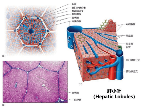 肝脏组织结构 组织学图片