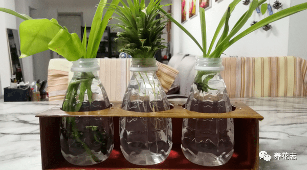 瓶子做的花盆大全 b31fb5386b5f4046a5c015886aaed6e8.png