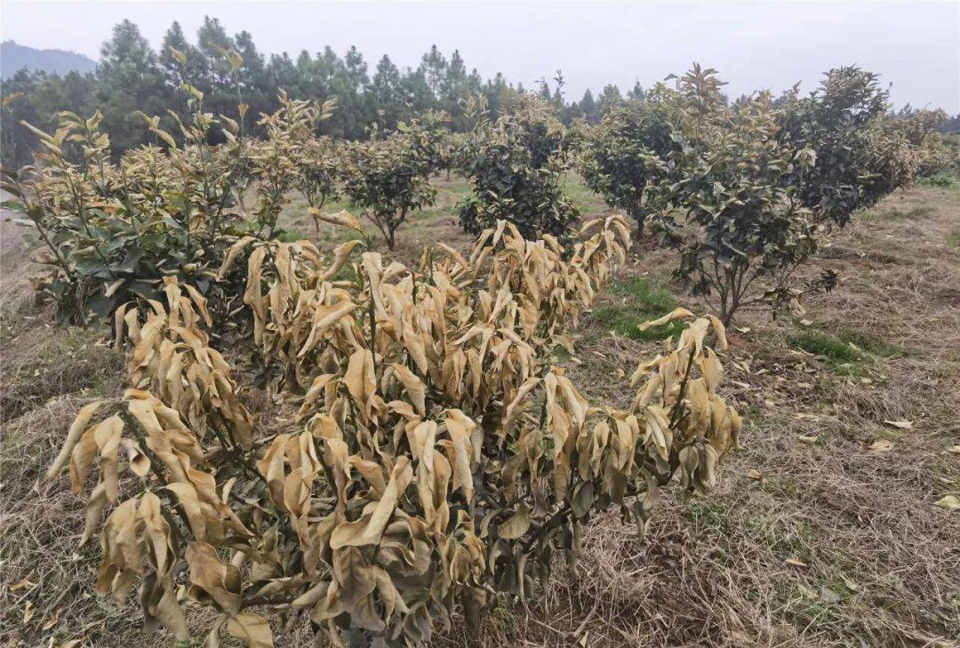 桂林多县沃柑遭霜冻经济损失超15亿元