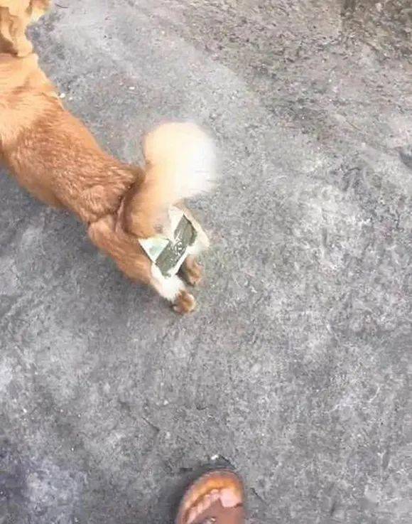 铲屎官为防狗狗怀孕竟量身打造了个铁裤衩回头率杠杠的