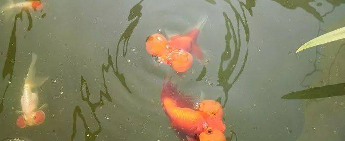 3个字 告诉你如何鉴赏中国金鱼 品种