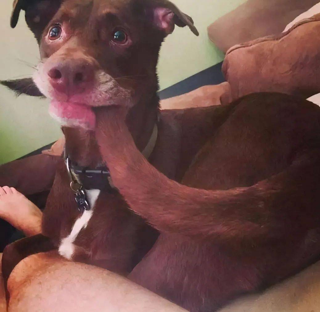 狗为啥咬自己的尾巴 263eeed5431a44b4884ded9fa87204b7.jpeg