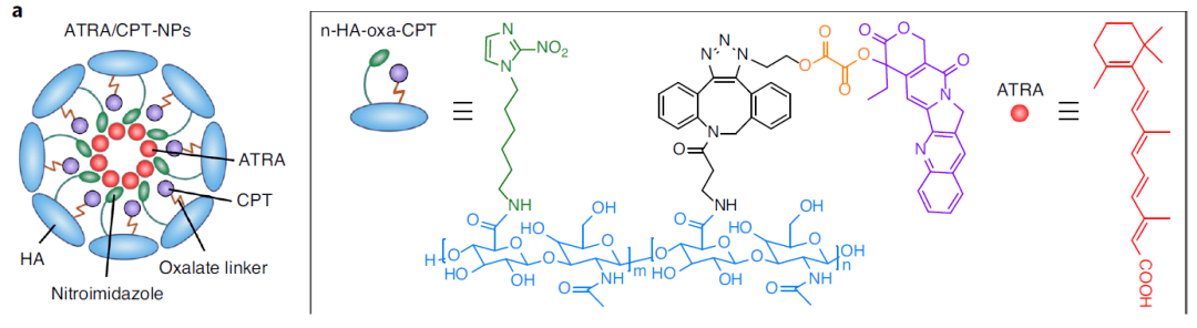 利用纳米载体克服肿瘤异质性障碍