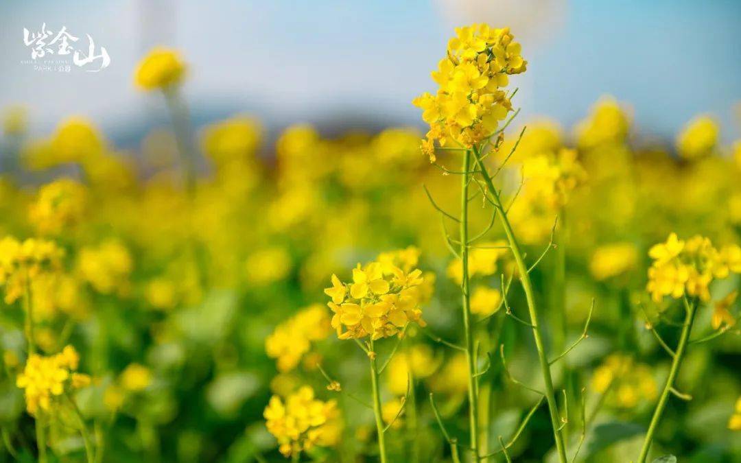 龙岩紫金山油菜花图片