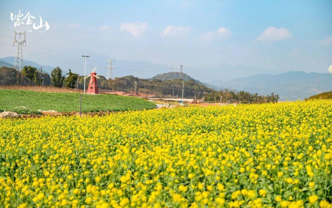 龙岩紫金山油菜花图片