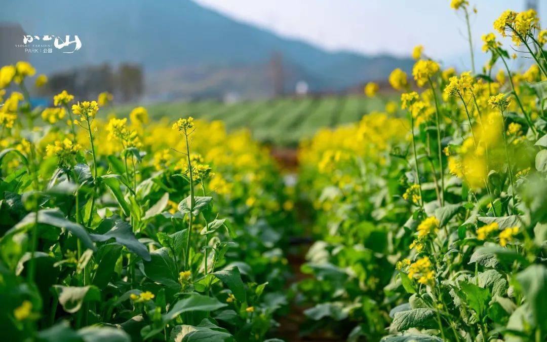 龙岩紫金山油菜花图片