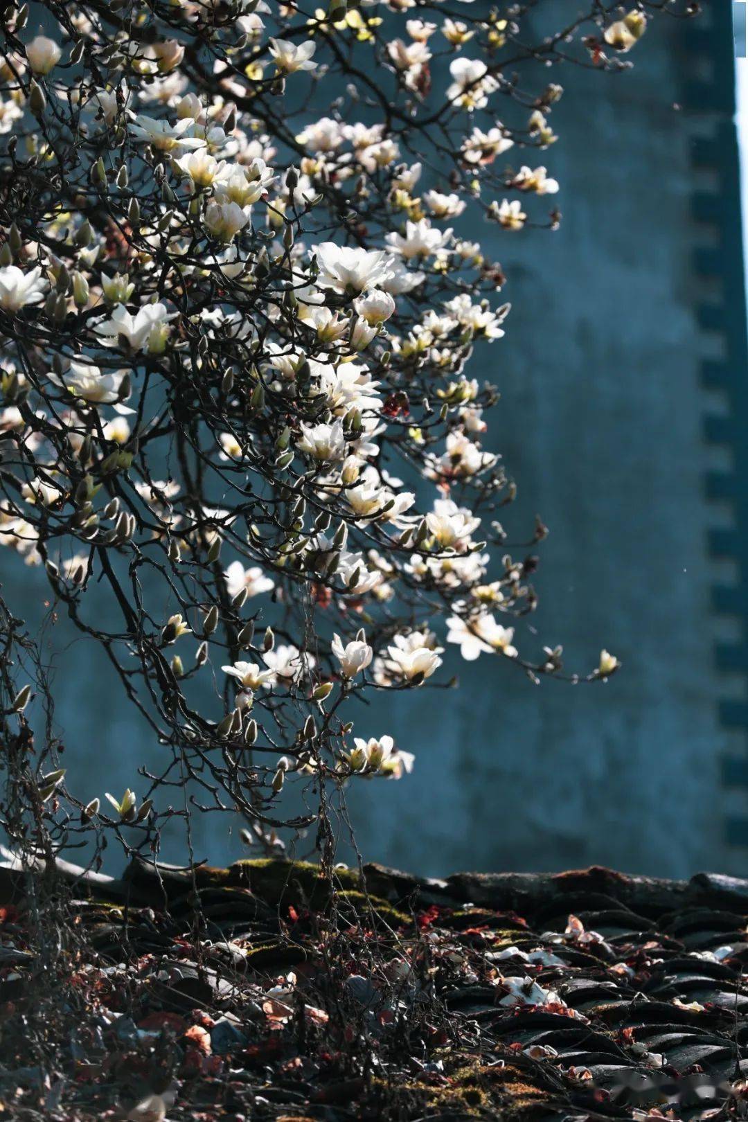 花期如约而至罗平上西关百年玉兰古树花满枝头