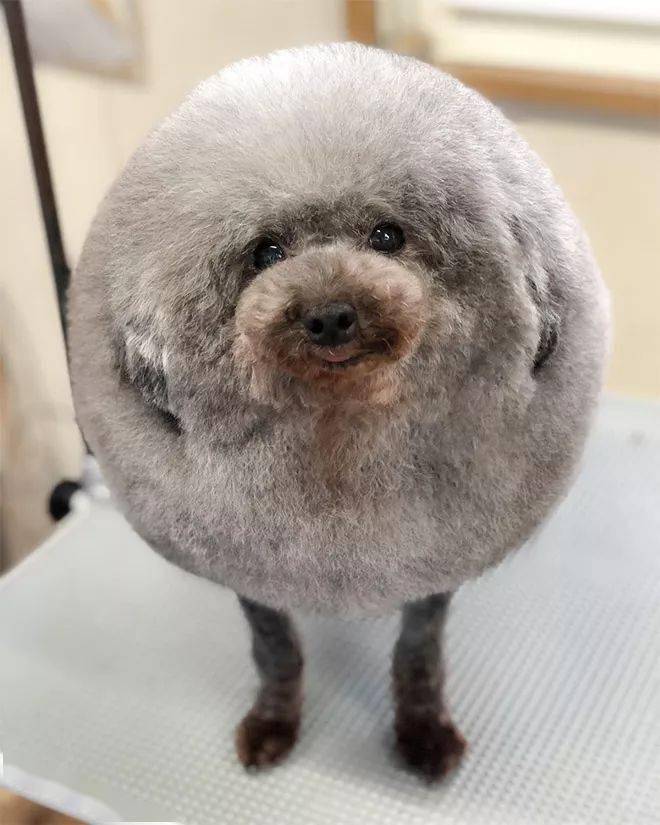 說出來你可能不信，這些圓滾滾的動物照真的沒有被ps過 萌趣萌寵 第1张