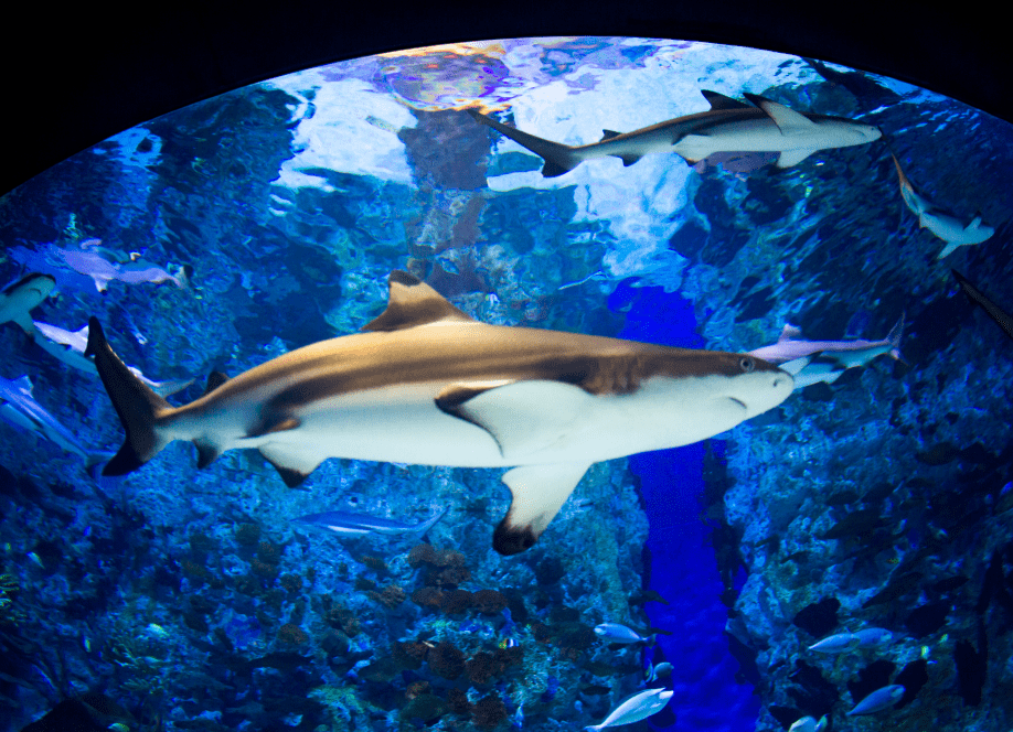 海底动物的特点是什么 80bed99fb3094dcea99e5e366eb76365.png