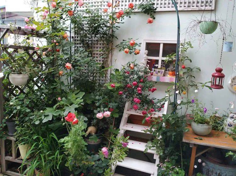 亲爱的 素芜居 花草