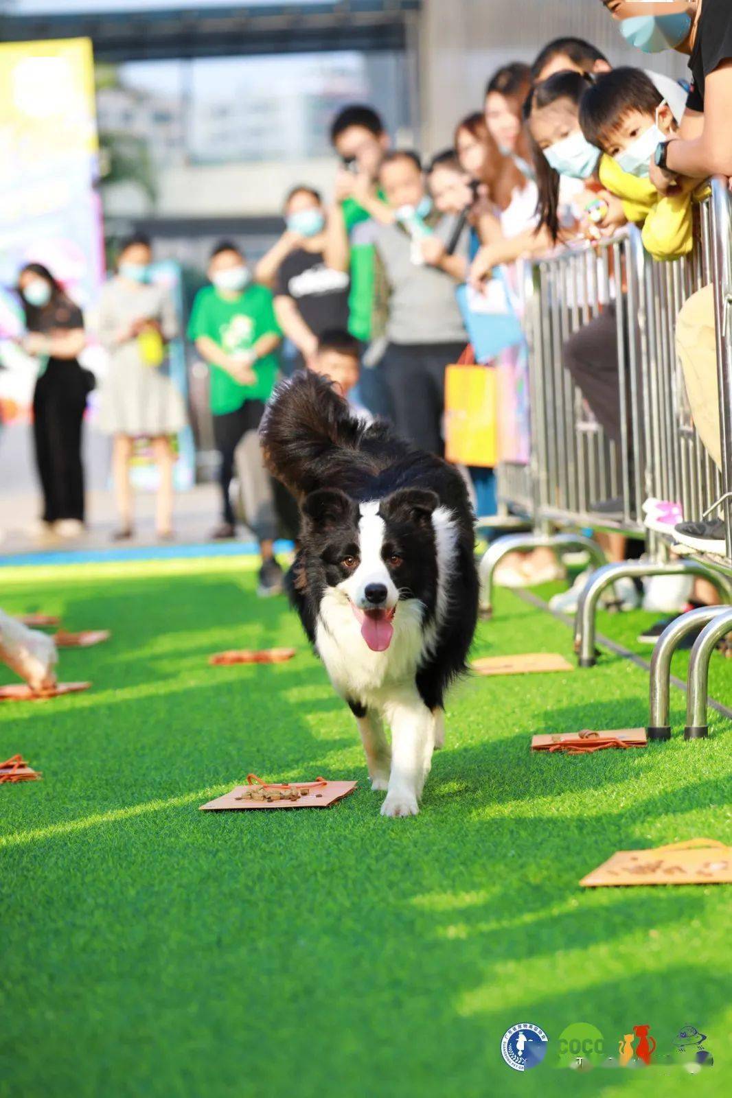商和集市摊位商家啦~南山侨城坊 福田安托山万科瑧山府,宠物嘉年华!