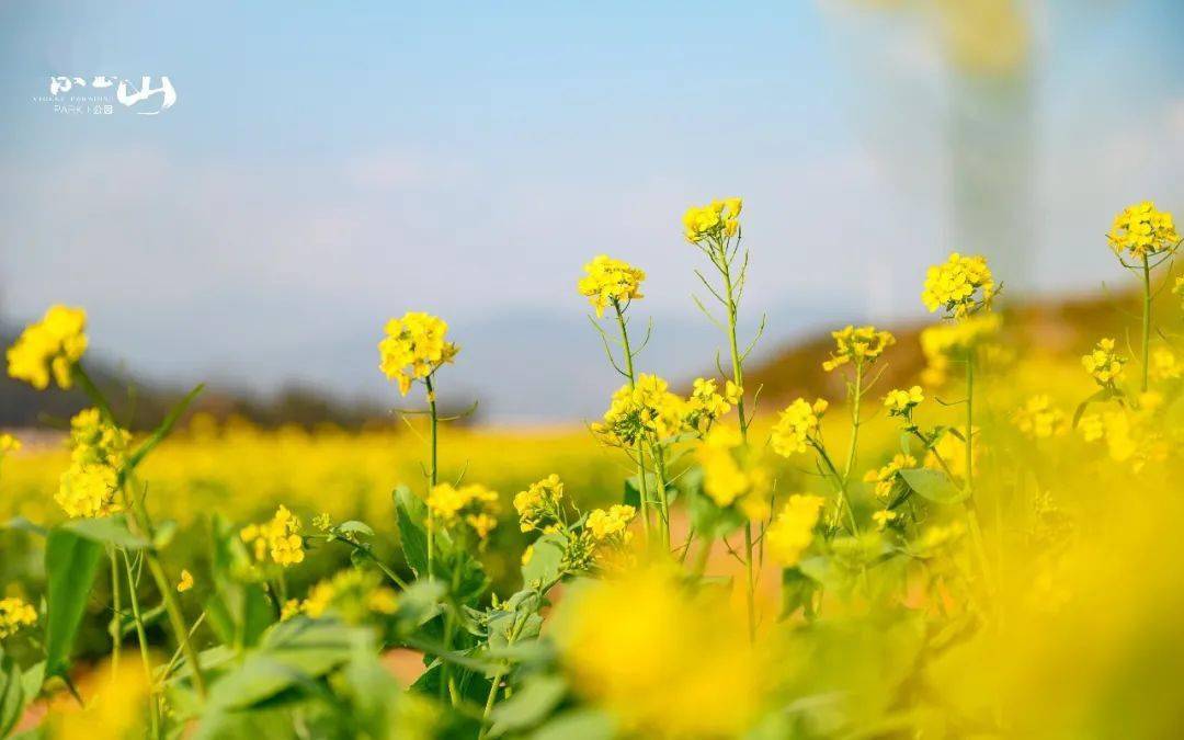 龙岩紫金山油菜花图片