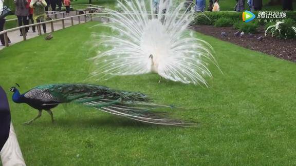 白孔雀和绿孔雀