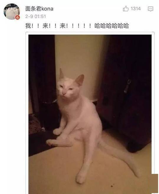 貓貓小時候VS長大後，鏟屎官們都開始懷疑人生了，哈哈哈！ 萌趣萌寵 第16张