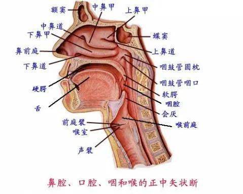 三大歌唱要素,你必须懂!(建议收藏)