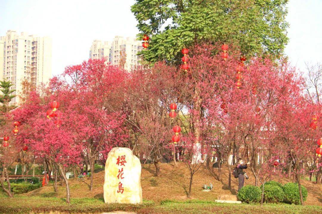 虞美人黄芙蓉樱花广东金融高新区及周边一大片花海等你来赏