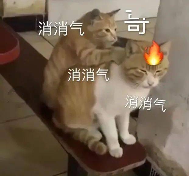 村口大妈们造谣 说我家猫是老母猪生的 青年