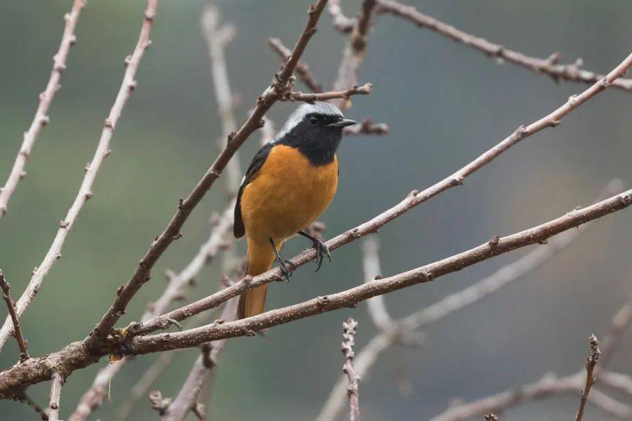 来看看这些鸟类的照片▼共发现有鸟类70多种……斑嘴鸭,绿翅鸭,针尾鸭