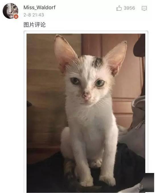 貓貓小時候VS長大後，鏟屎官們都開始懷疑人生了，哈哈哈！ 萌趣萌寵 第2张